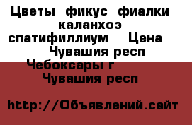 Цветы (фикус, фиалки, каланхоэ, спатифиллиум) › Цена ­ 30 - Чувашия респ., Чебоксары г.  »    . Чувашия респ.